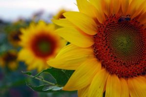 Fascinating Facts About Sunflowers