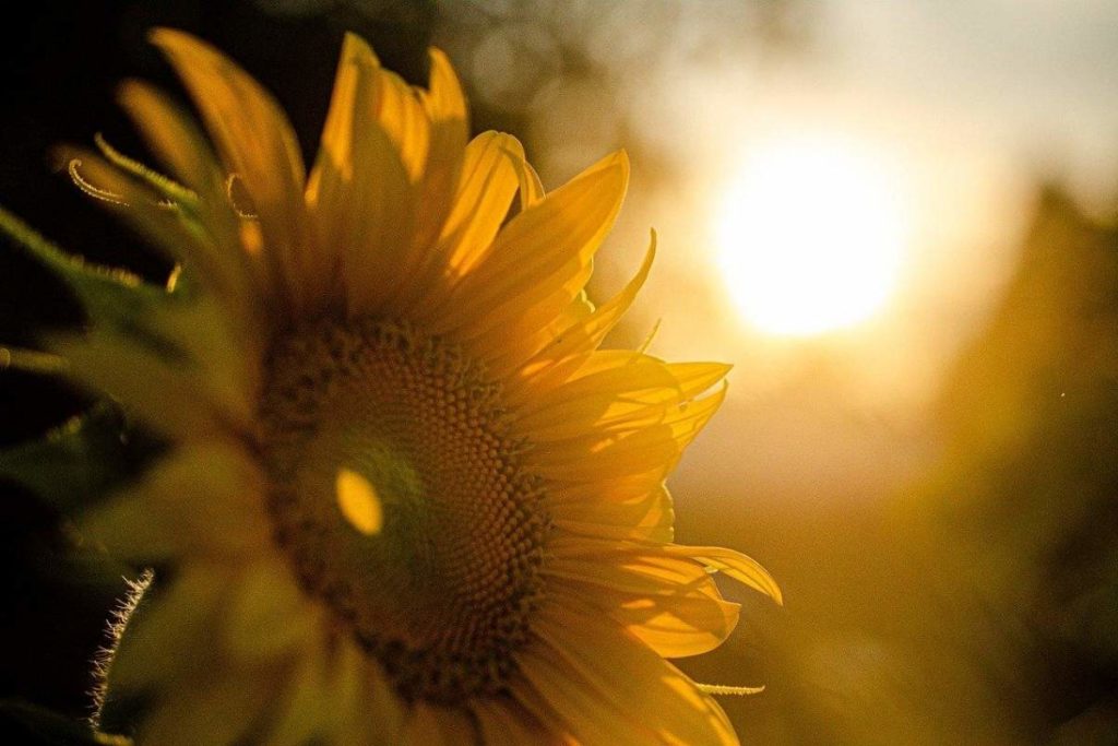 Sunflowers Follow the Sun