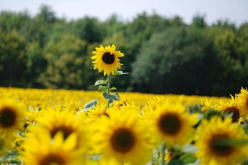 Sunflowers Vary in Height