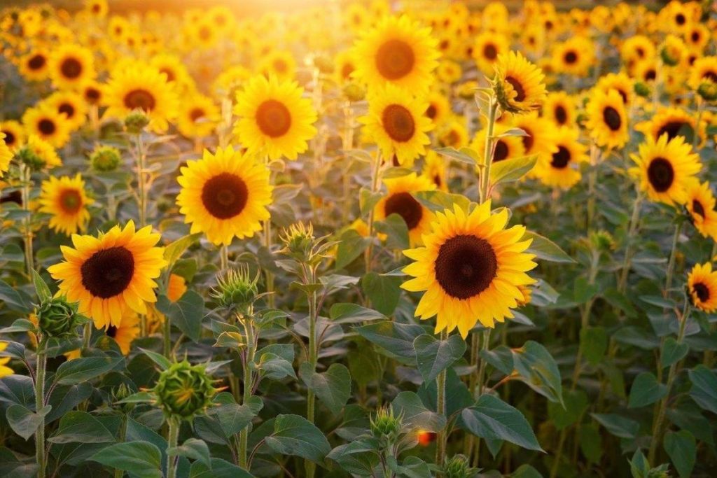 Sunflowers are Native to North America