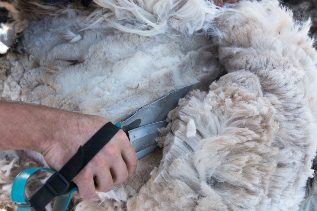 Alpaca Being Sheared