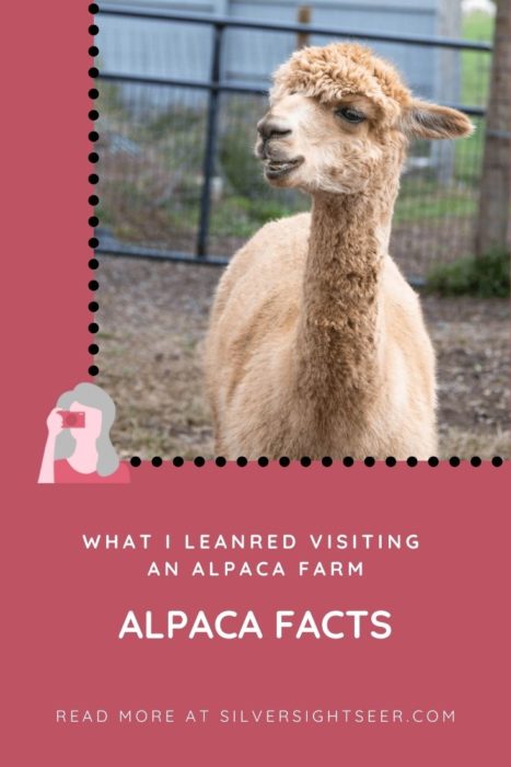 alpaca facts