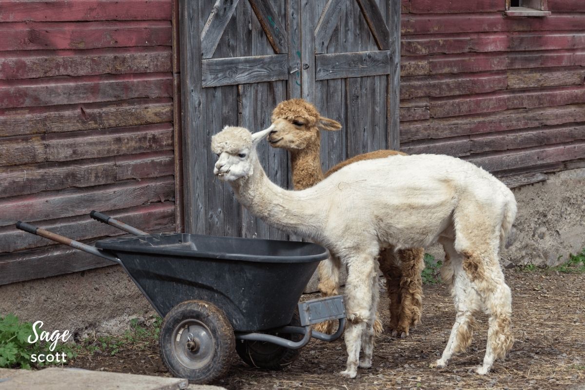 Alpacas snacking out of a wheelbarrow