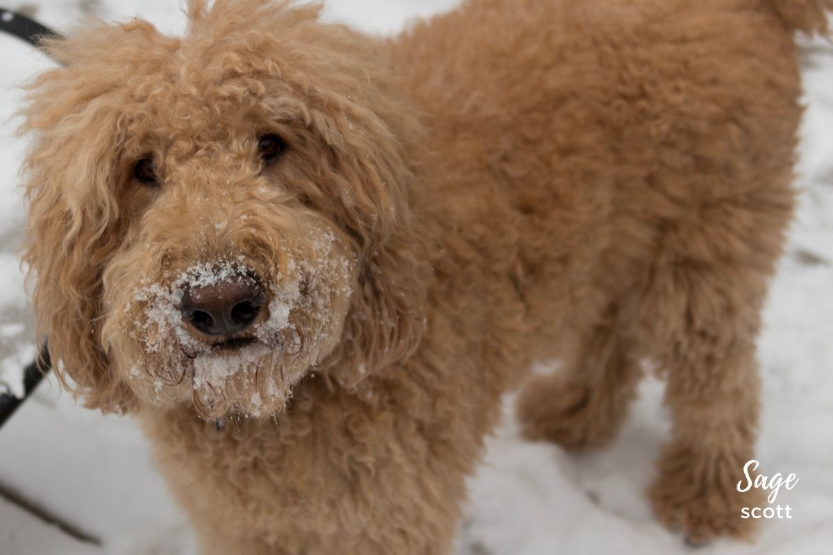 Goldendoodle with snow on his nose