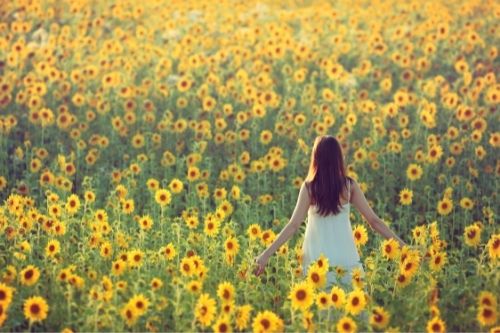 A woman walking in a large field of sunflowers