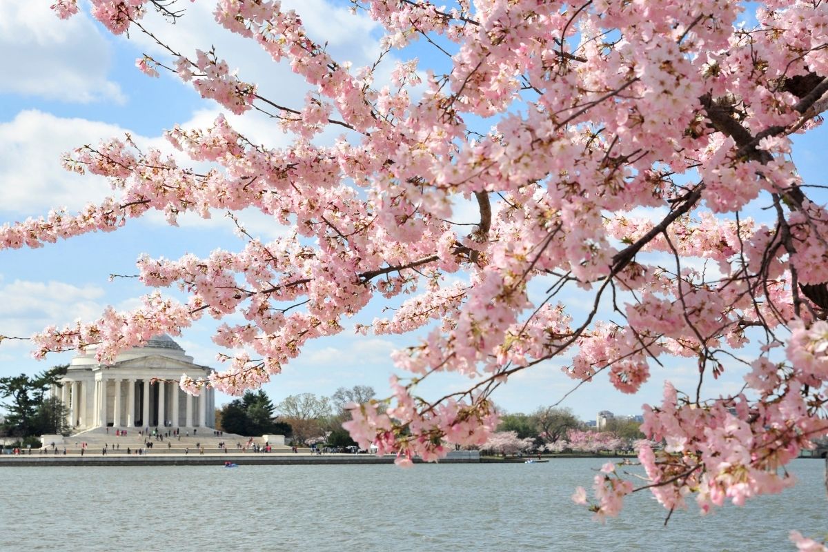 Pink cherry blossoms frame the Jefferson Memorial in Washington DC