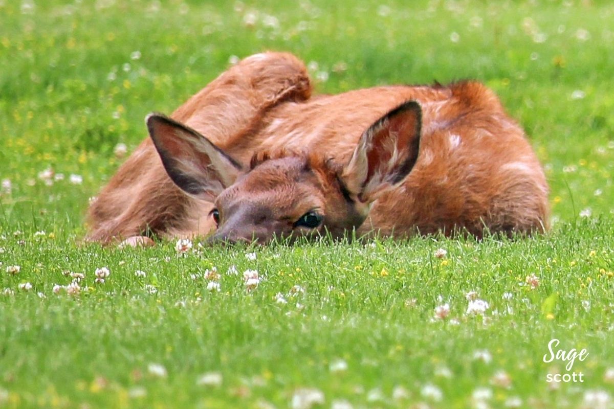 A baby elk naps on the green grass at Yellowstone National Park