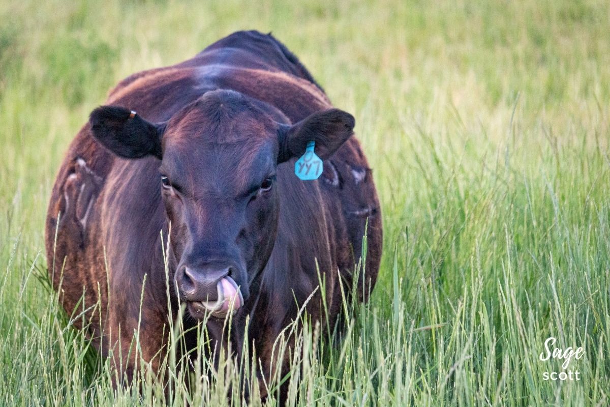 A large black cow in a field of tall grass near Kalispell, Montana