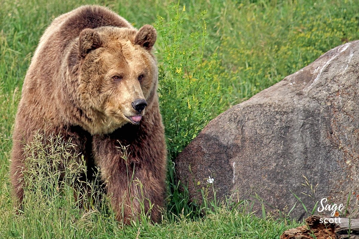 Grizzly bear near Bozeman, Montana