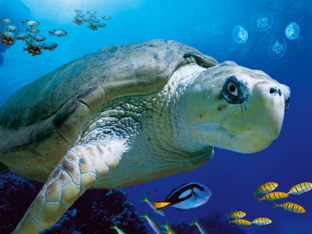 Sea Turtle in SEA LIFE Minnesota Aquarium