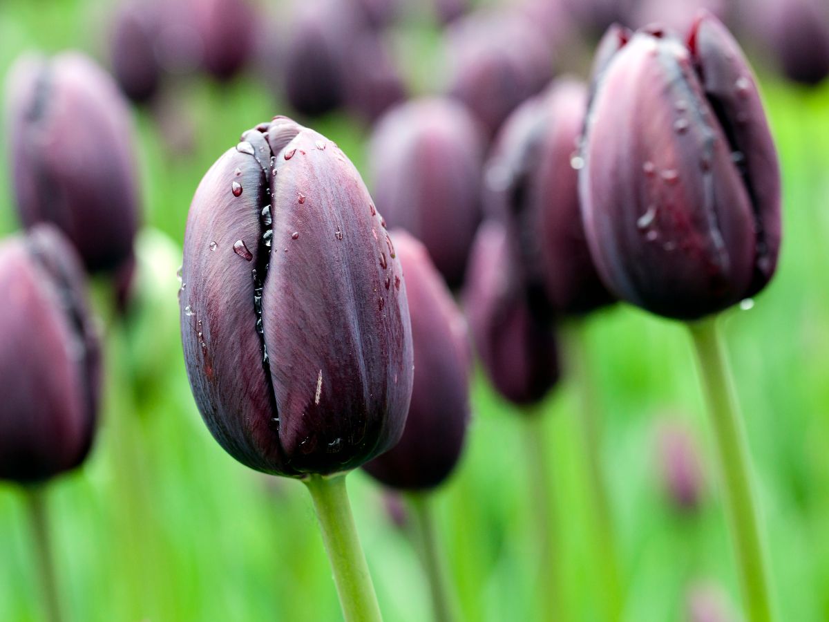 Black tulips with raindrops