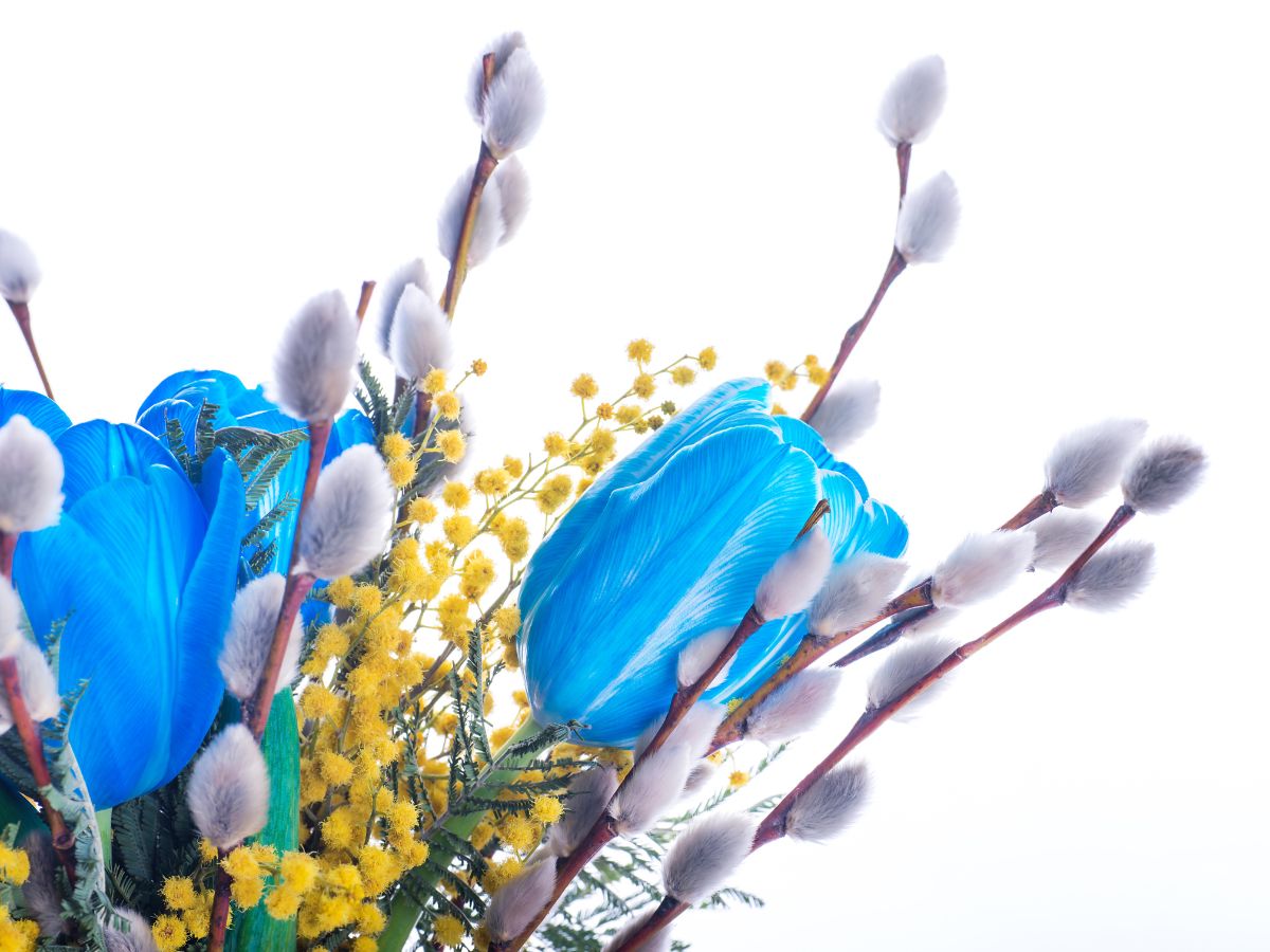 Blue tulips in a bouquet with pussy willows