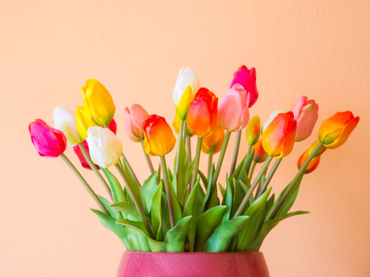 A container of assorted tulips to spotlight what the different tulip colors mean