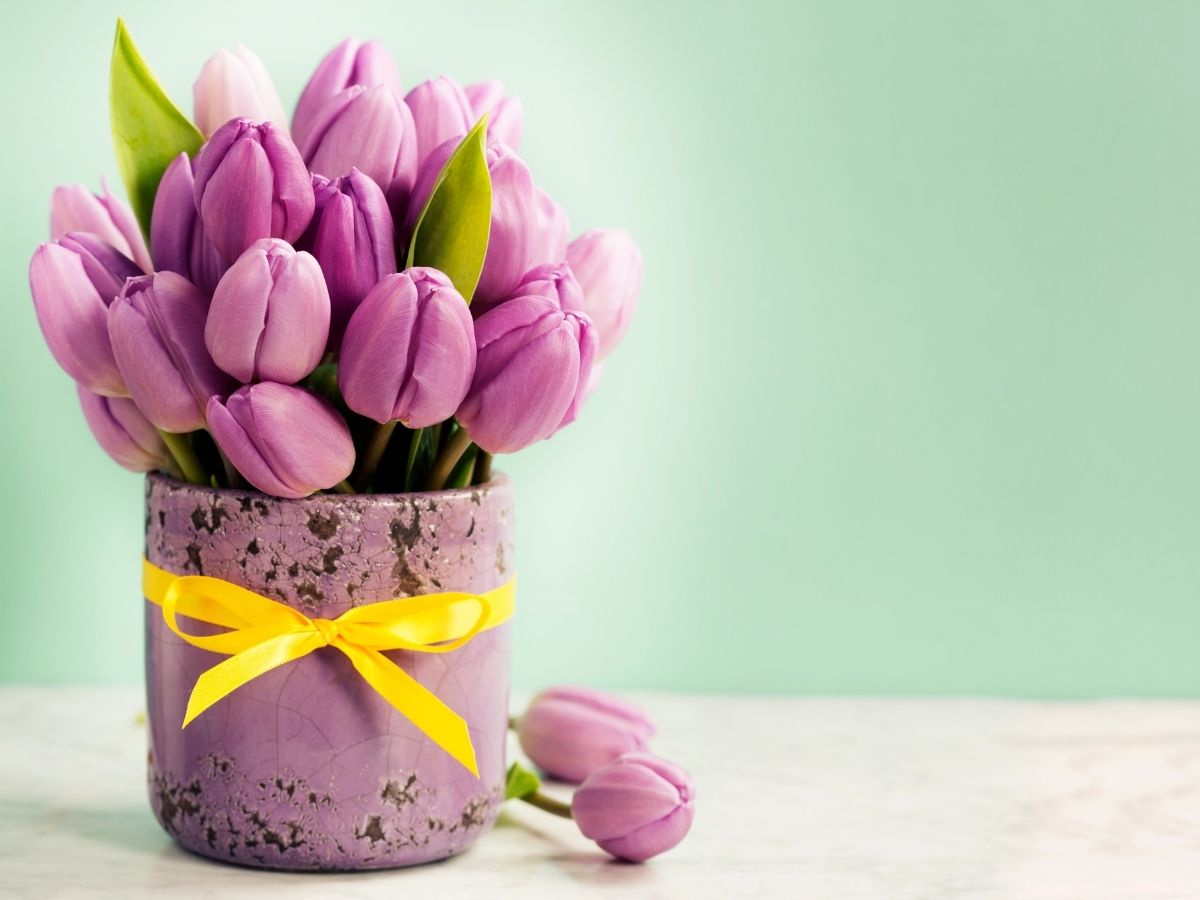 Purple tulips in a pot tied with a yellow ribbon