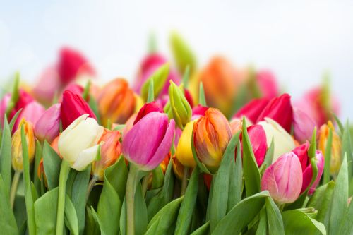 A field of tulips in assorted colors