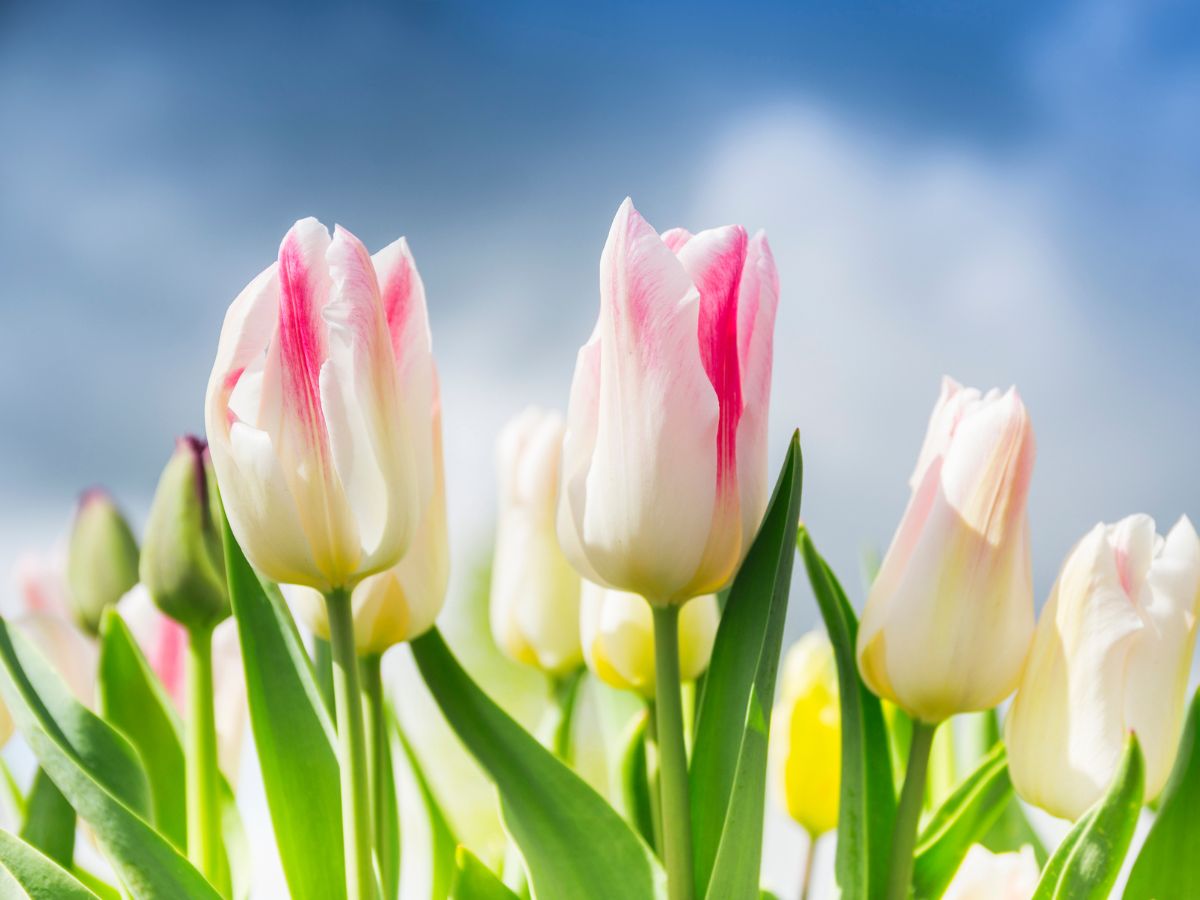Pink and white striped tulips in a field under a blue sky