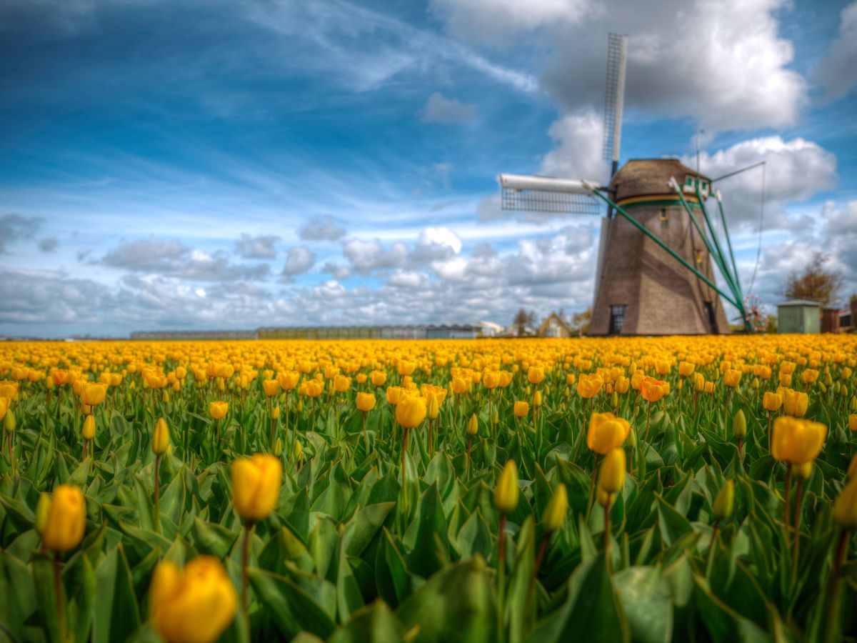 A field of yellow tulips with a windmill in Holland