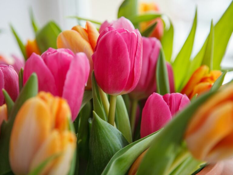 15 Fun Tulip Facts Every Flower Lover Should Know