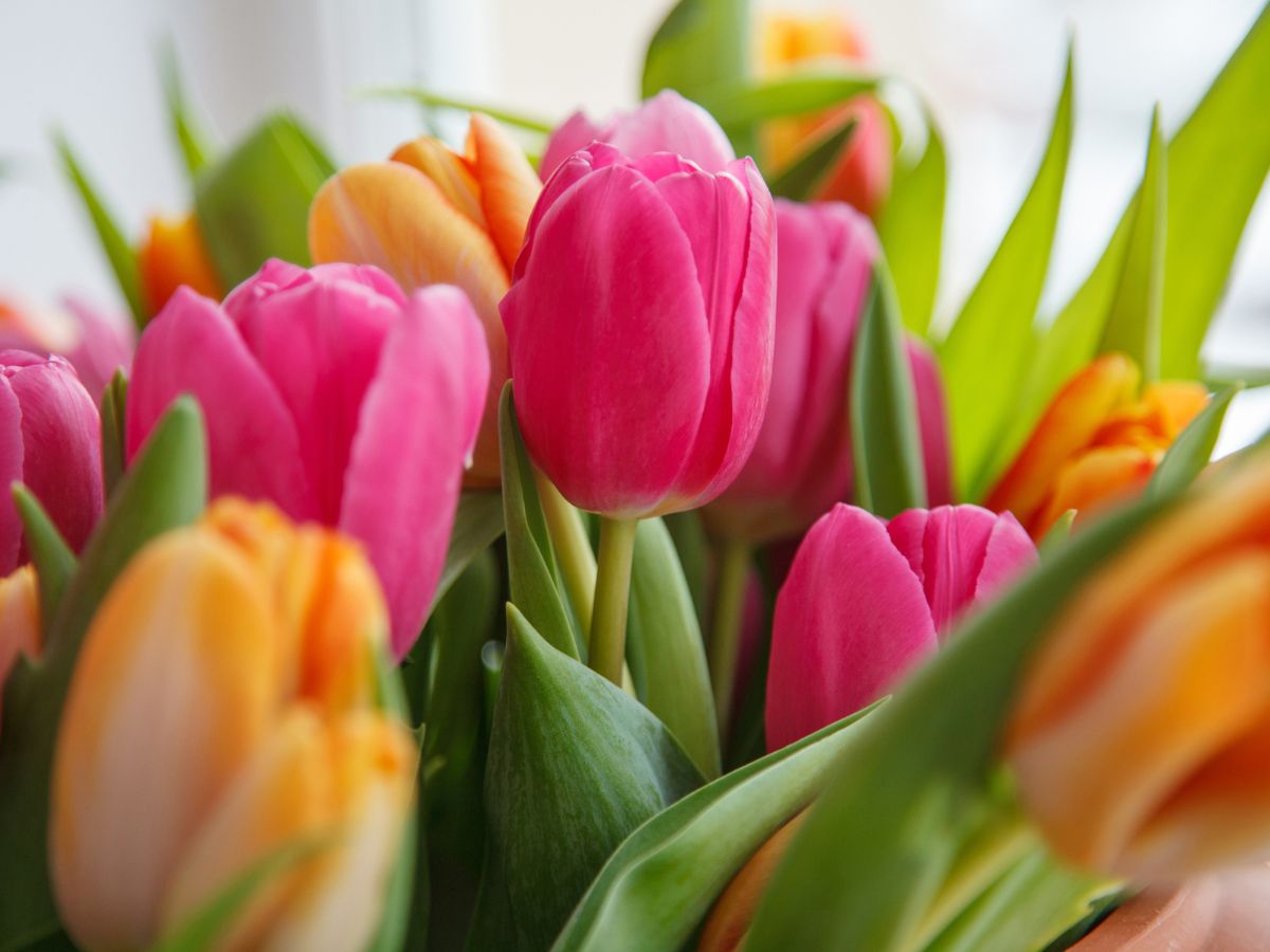 Assorted tulips.