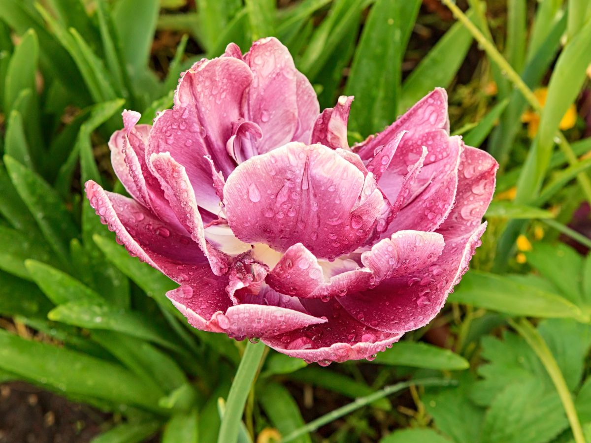 A pink double tulip with dew drops