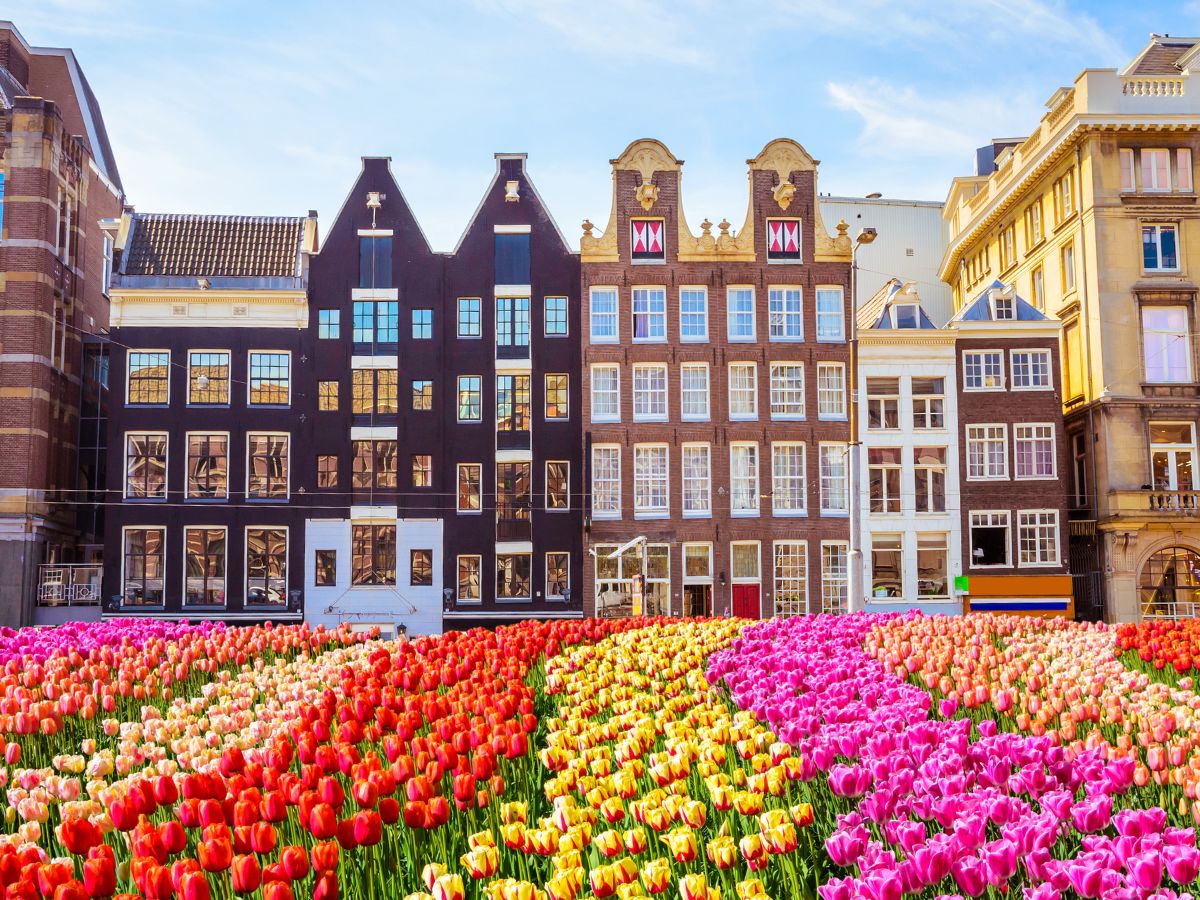 Traditional Buildings and Tulips in Amsterdam