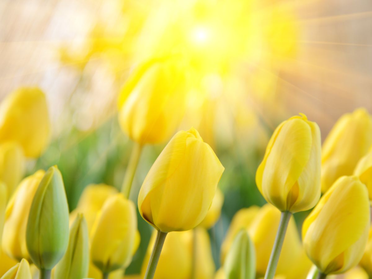 Yellow Tulips in Sunshine