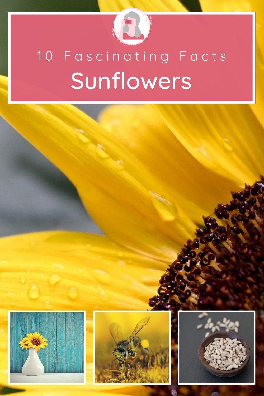 Sunflower Facts - New Pin 1 - JPG